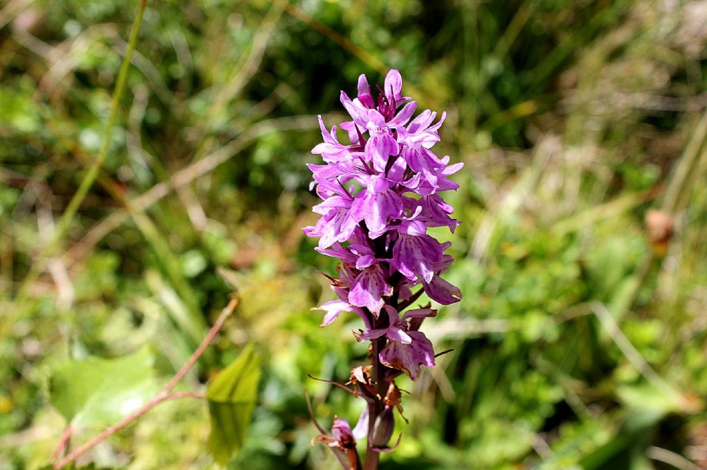 Dactylorhiza maculata ssp maculata?